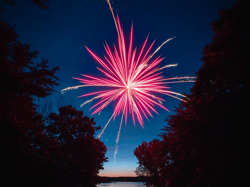 De nombreux chiens et chats ont peur des feux d'artifice